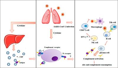 Update Advances on C-Reactive Protein in COVID-19 and Other Viral Infections